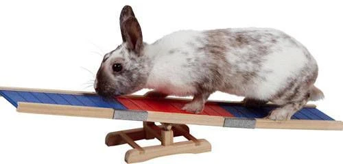 Kerbl Knaagdierenspel Schommel/behendigheid 60x18x12 Cm 2 Kerbl Knaagdierenspel Schommel/behendigheid 60x18x12 Cm - Afbeelding 2