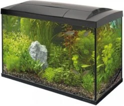 SuperFish Aquarium Start 70 Tropical Kit Retro Led 70 L Aquaria Zwart -Dierenwinkel Met Korting superfish start 70 tropical kit zwart 16674